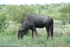 Gnus (21 von 22).jpg
